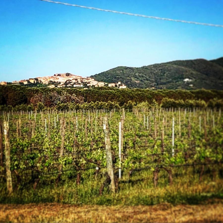 Bed and Breakfast Bed & Wine La vite maritata Castagneto Carducci Exterior foto